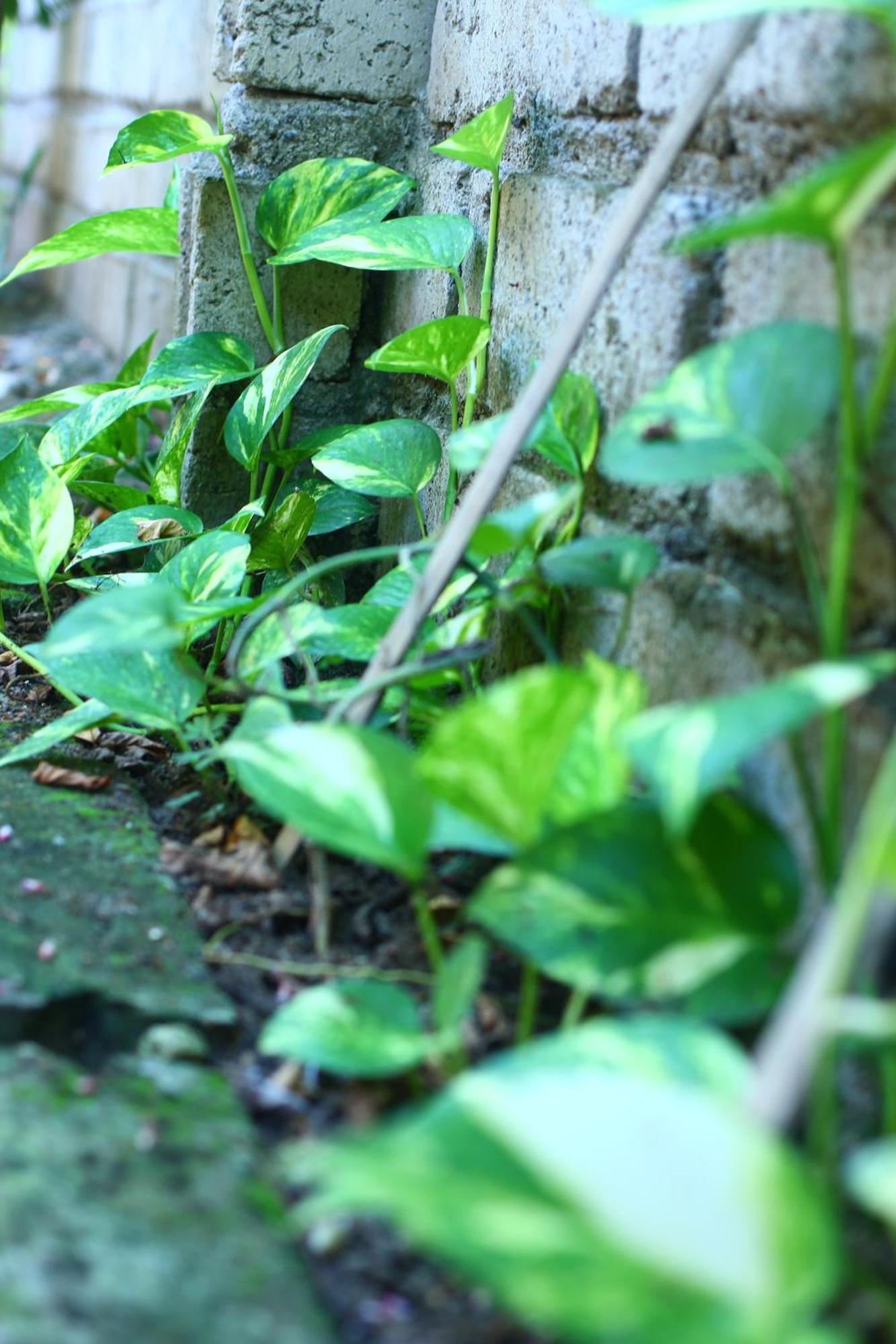 Three V Homestay Kuta  Exterior foto